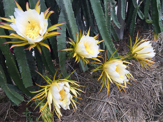 上星期刚刚去过吉庆农庄,给大家找了个好去-休