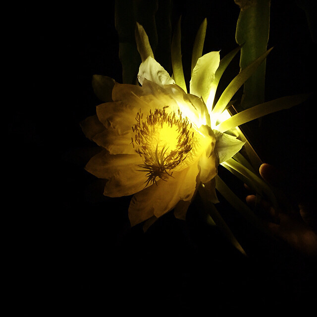 上星期刚刚去过吉庆农庄,给大家找了个好去-休