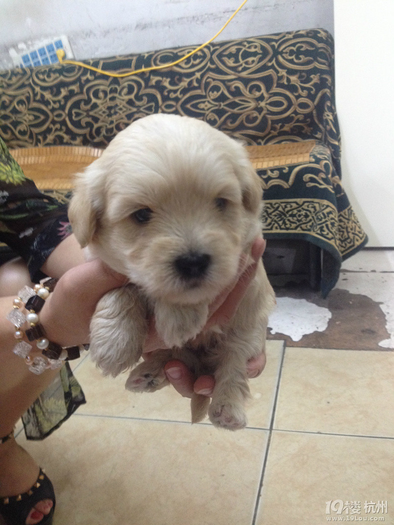 给可爱奶黄包找爱她的粑粑麻麻-爱宠分享-家有