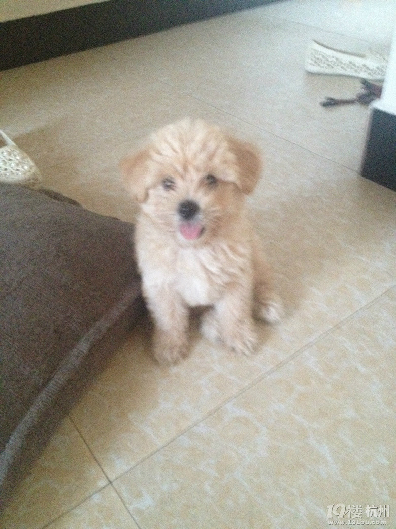 给可爱奶黄包找爱她的粑粑麻麻-爱宠分享-家有