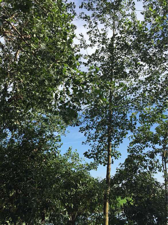 热死人-手机随手拍-杭州19楼