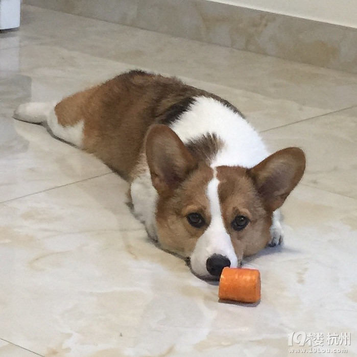 【家有萌宠】 柯基宝宝芒果果-第3页-爱宠分享