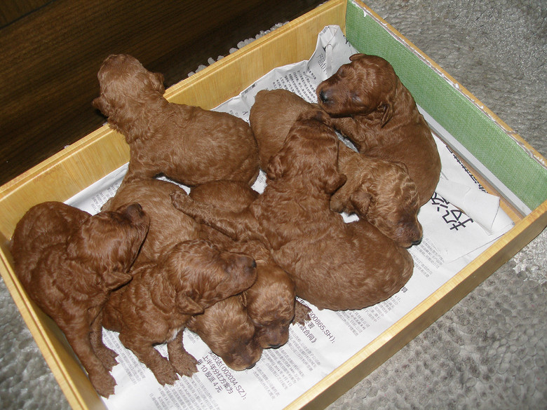 自己家里生的泰迪犬出售-我要出售-宠物相关交