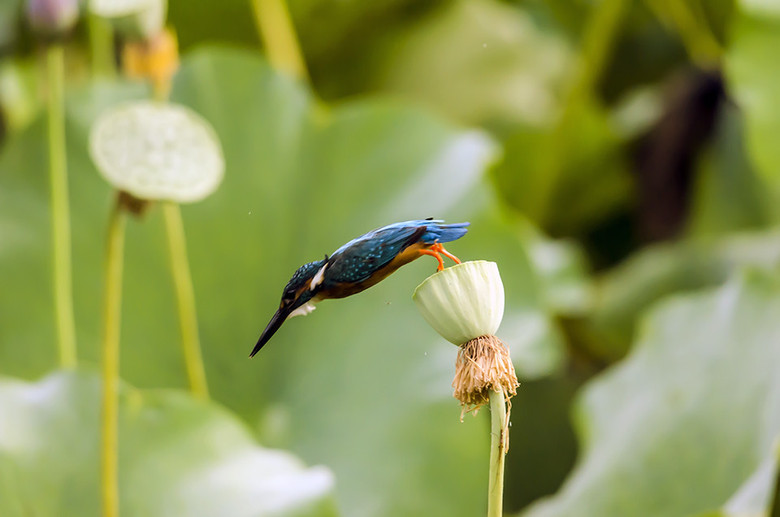 小翠鸟捕鱼-其他-19摄区-杭州19楼