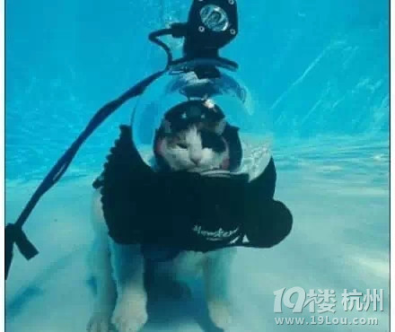 猫会游泳?对,它是会, 可.-爱宠分享-家有宠物-杭