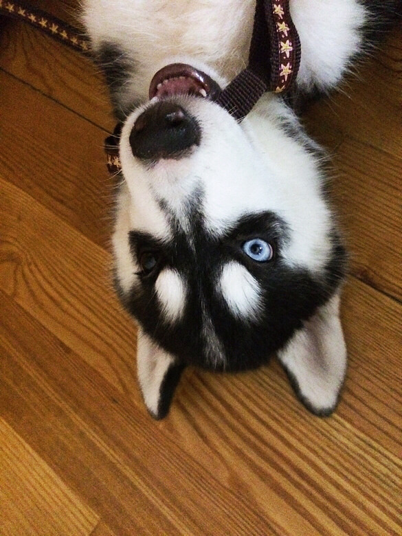 刚买的母哈士奇,三个月,鸳鸯眼,疫苗差第