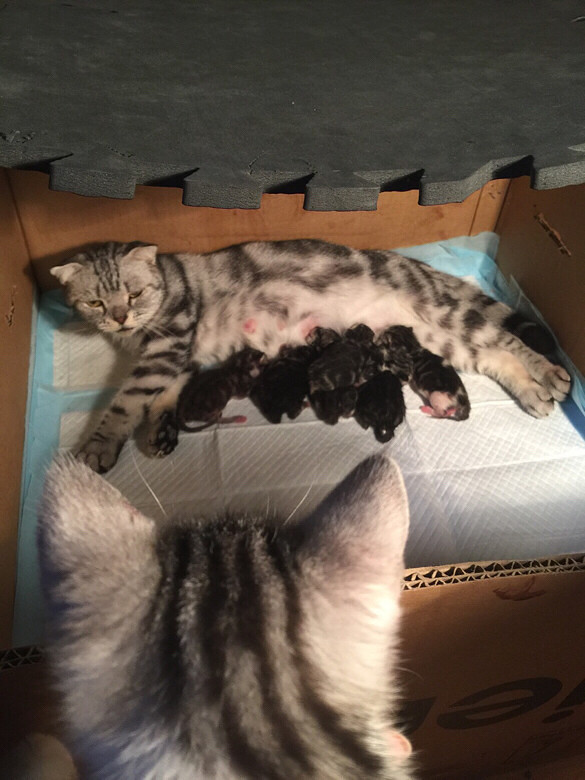 宝贝争气一下生了7只猫崽 鸡冻