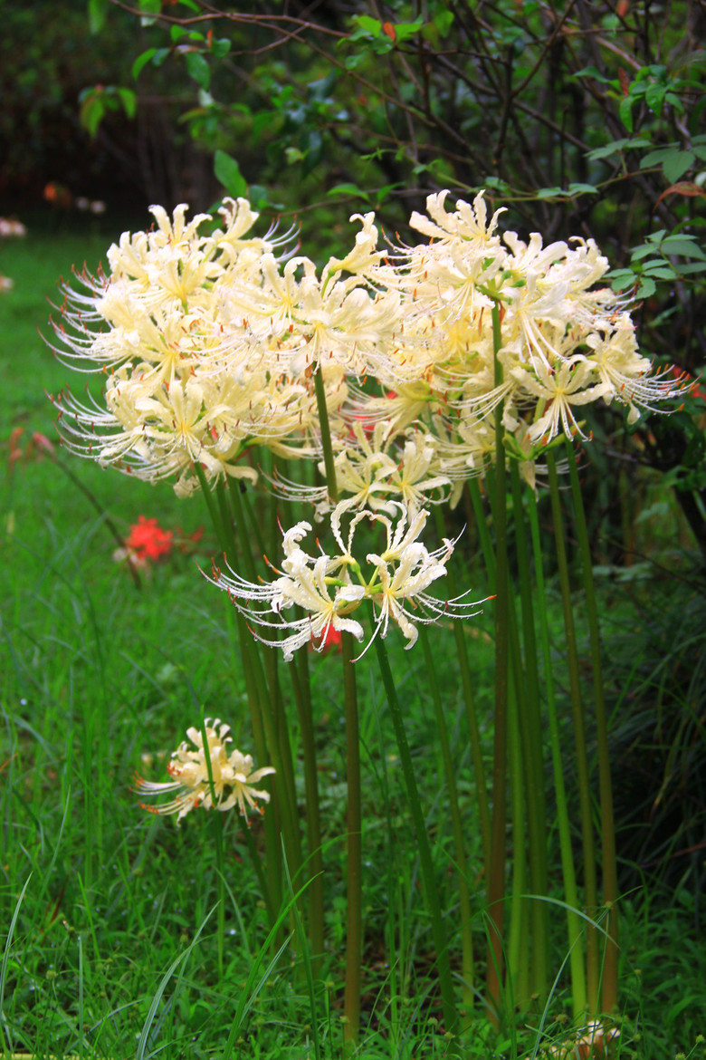 杭州花圃白色彼岸花