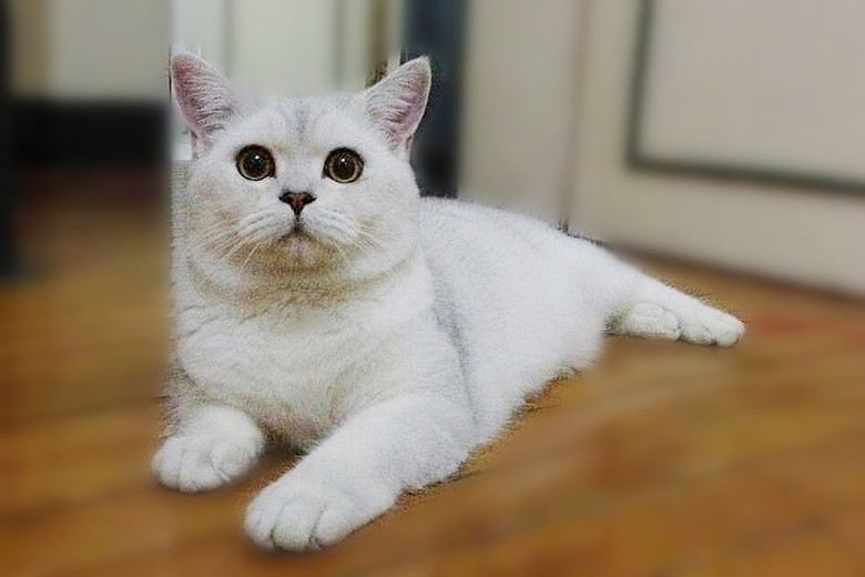 英国短毛猫(英短)纯种家养银渐层浅色圆脸大眼睛DD求新家~