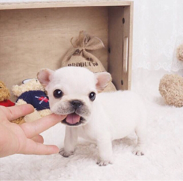 迷你版小法斗-家有宠物-杭州19楼