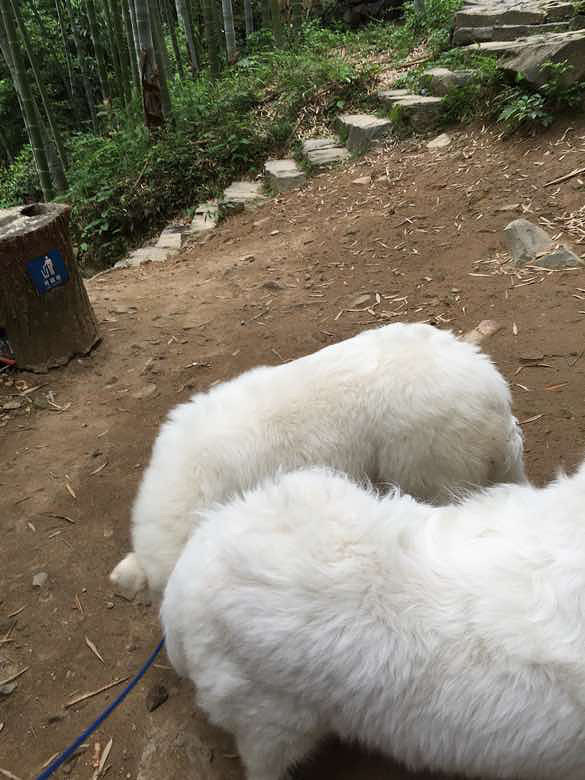 今天早上丟的 求好心人看到私信我 幫忙找