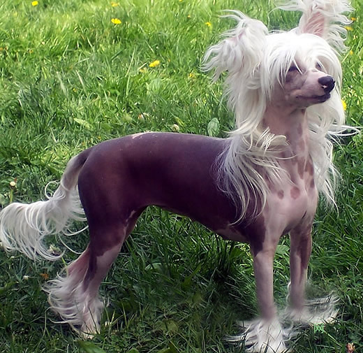 自家生的稀有犬种冠毛犬最后1只超低价出售-我要出售-宠物相关交易区-杭州19楼