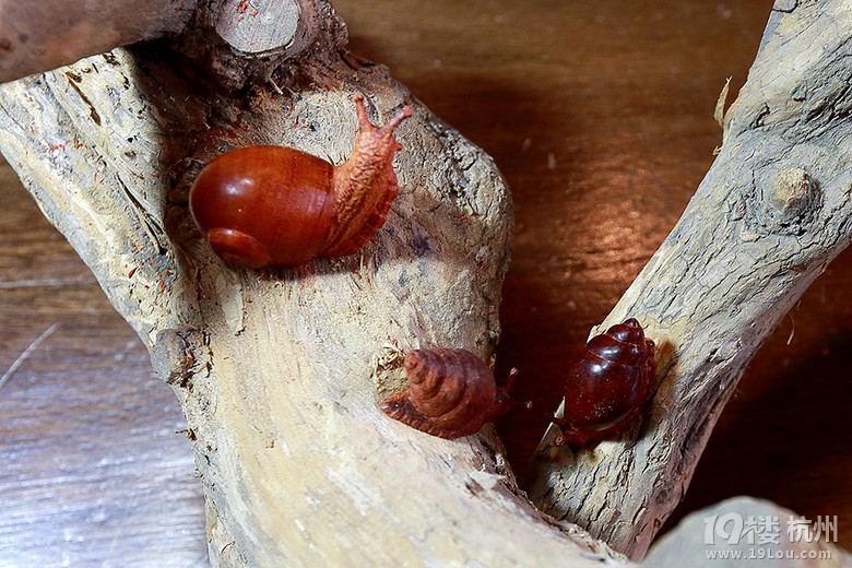 【木雕】--蜗牛也是牛!-其他-手工DIY-杭州19楼