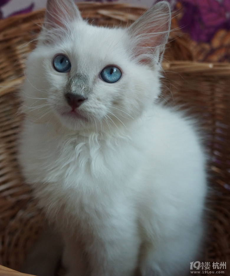 蓝手套布偶猫找新家啦,已经满三个月,做好疫苗