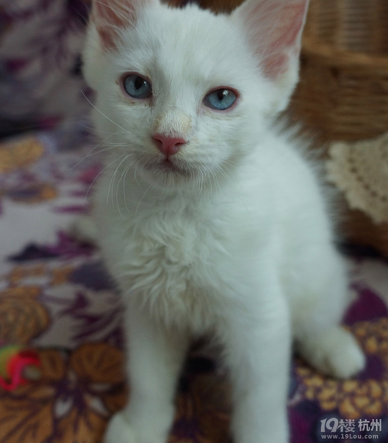 蓝手套布偶猫找新家啦,已经满三个月,做好疫苗