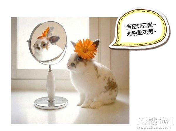 萌寵趣:慵懶是一種感覺