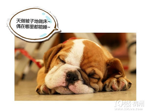 萌寵趣:慵懶是一種感覺