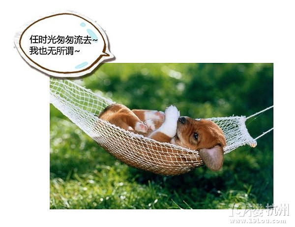 萌寵趣:慵懶是一種感覺