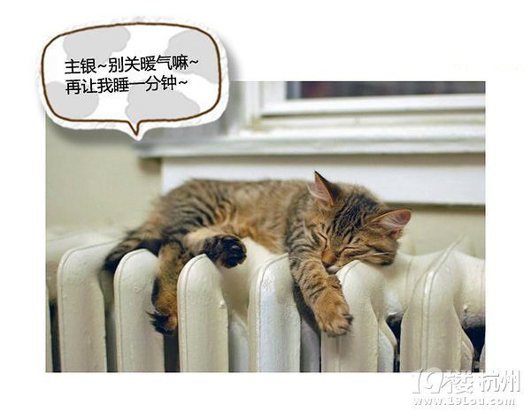 萌寵趣:慵懶是一種感覺