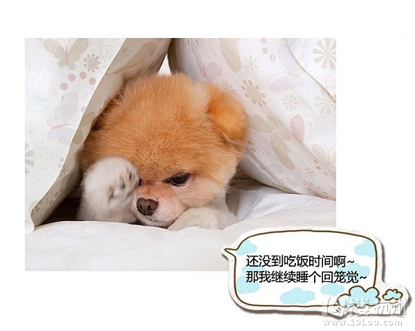 萌寵趣:慵懶是一種感覺