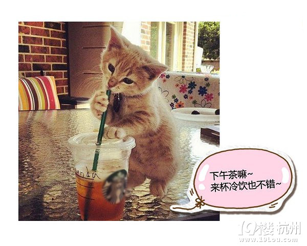 萌寵趣:慵懶是一種感覺