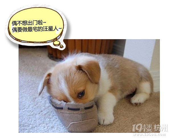 萌寵趣:慵懶是一種感覺