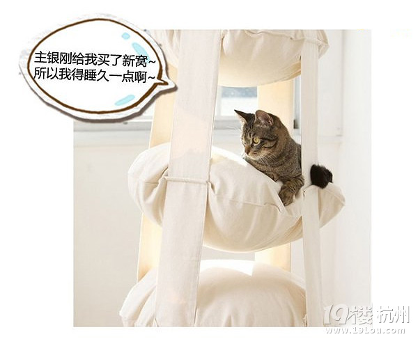 萌寵趣:慵懶是一種感覺