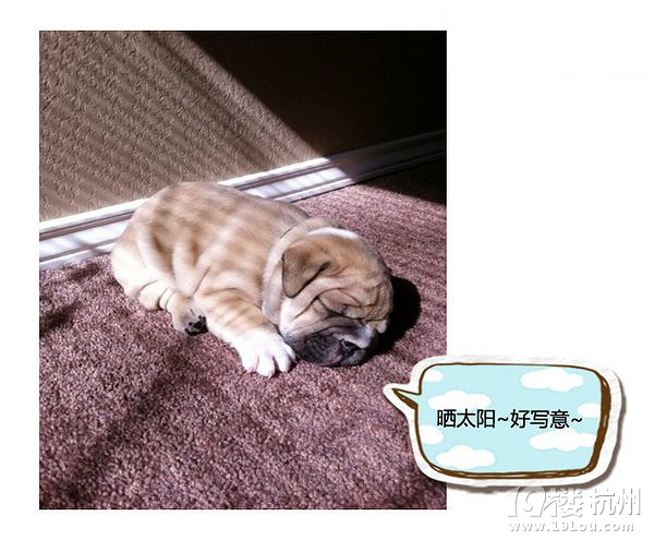 萌寵趣:慵懶是一種感覺