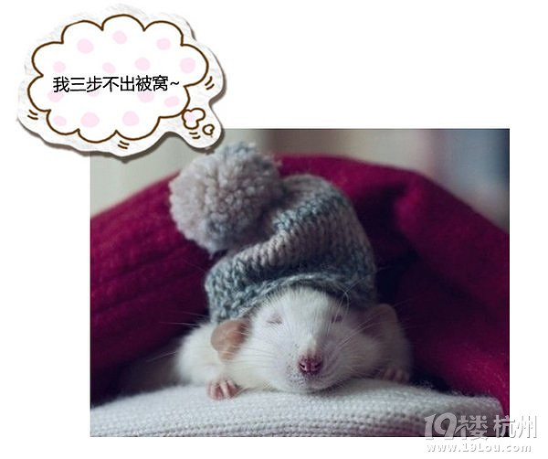 萌寵趣:慵懶是一種感覺