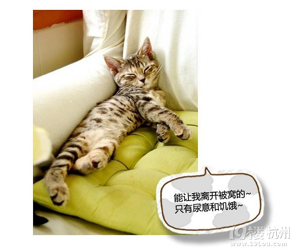 萌寵趣:慵懶是一種感覺