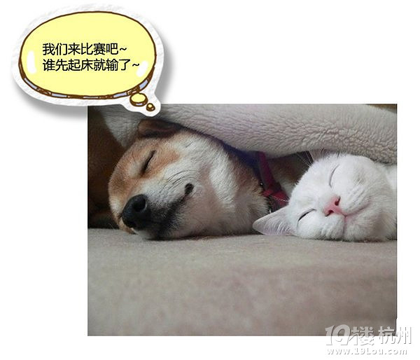 萌寵趣:慵懶是一種感覺