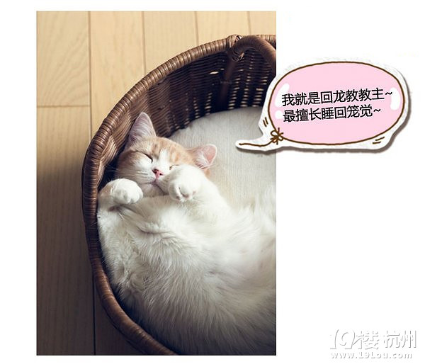 萌寵趣:慵懶是一種感覺