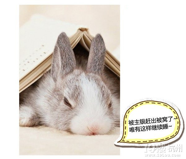 萌寵趣:慵懶是一種感覺