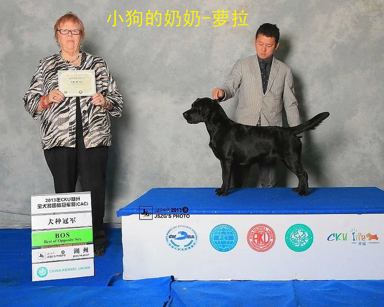 双血统拉布拉多 多国登陆冠军耐瑞直女配永久