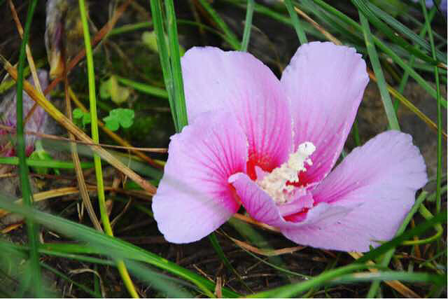 木槿朝荣,花开是美,凋零亦是美,仅此-手机随手