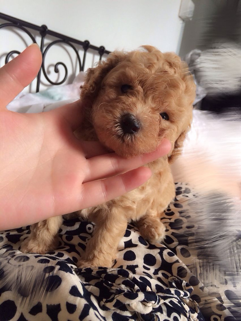 杭州市区出售4个月大家养香槟色公泰迪贵宾幼