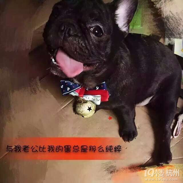 兩法斗被入室盜走，犬主任心急淚下��！