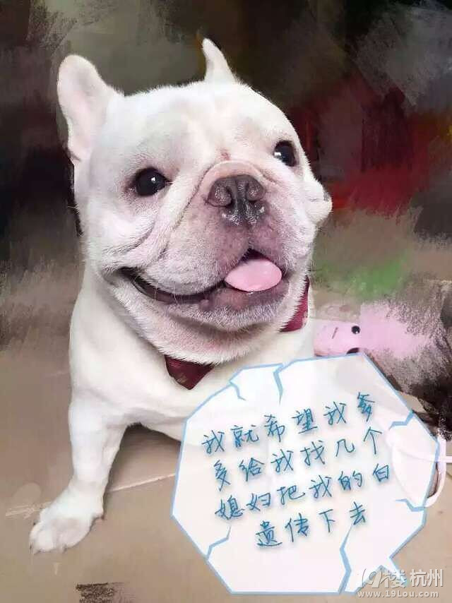 兩法斗被入室盜走，犬主任心急淚下！！