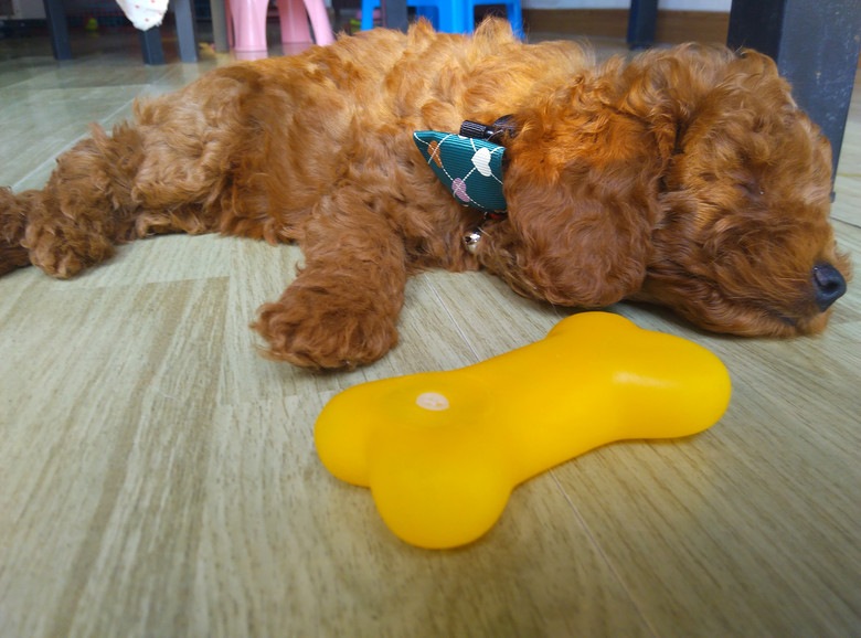 萌萌哒小泰迪找主人啦-我要出售-宠物相关交易