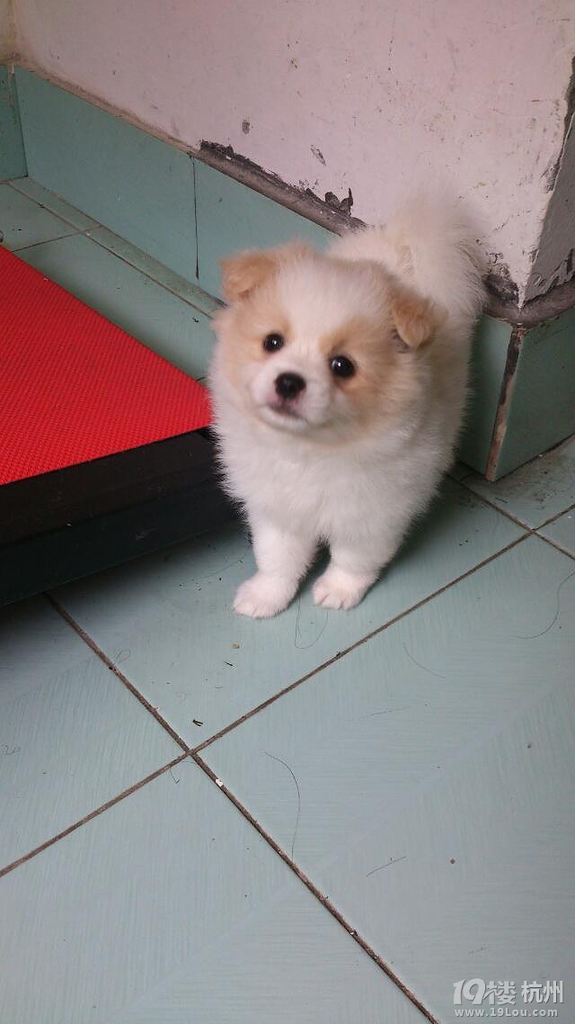 300出一只博美京巴串串