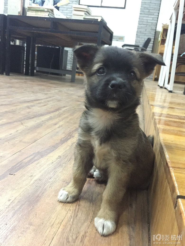 温柔小母狗求主人