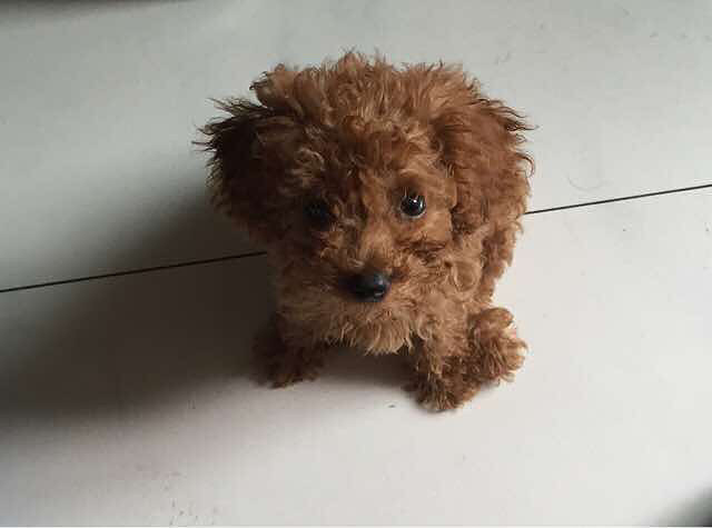 转让4个月泰迪,母,微小体型,毛色深,疫