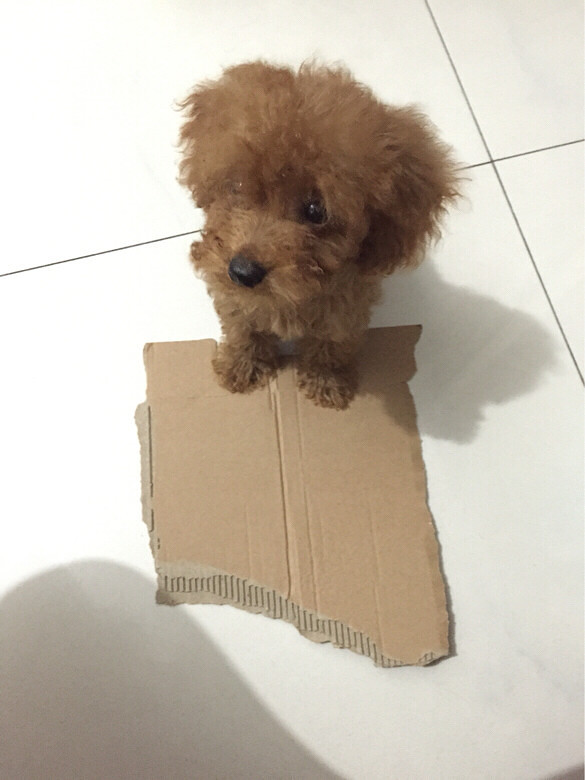 转让4个月家养泰迪,母,微小体型,毛色深-宠物相