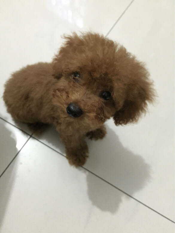 转让4个月家养泰迪,母,微小体型,毛色深-宠物相