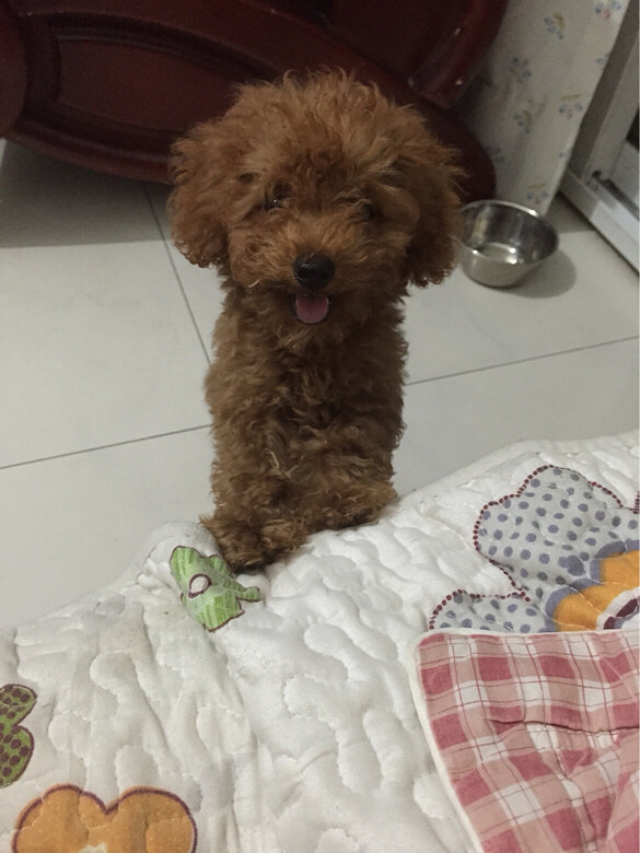 转让4个月家养泰迪,母,微小体型,毛色深-宠物相