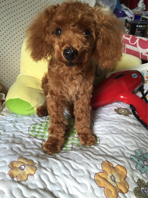 转让4个月家养泰迪,母,微小体型,毛色深-宠物相