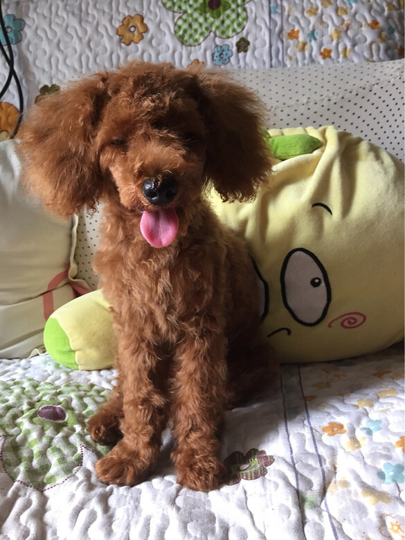 转让4个月家养泰迪,母,微小体型,毛色深-宠物相