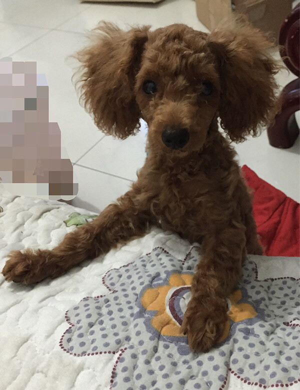 转让4个月家养泰迪,母,微小体型,毛色深-宠物相