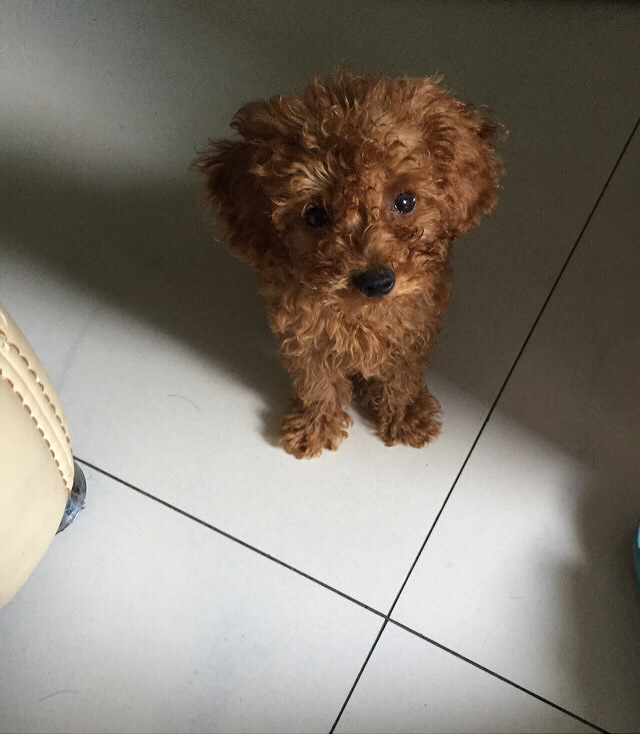 转让4个月家养泰迪,母,微小体型,毛色深-宠物相