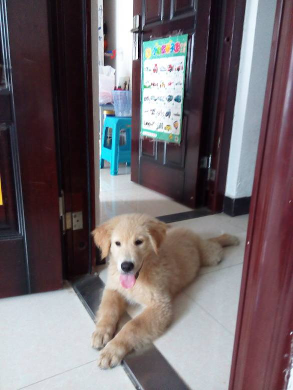 因宝宝对小狗过敏,忍痛转让两个半月小金毛-家